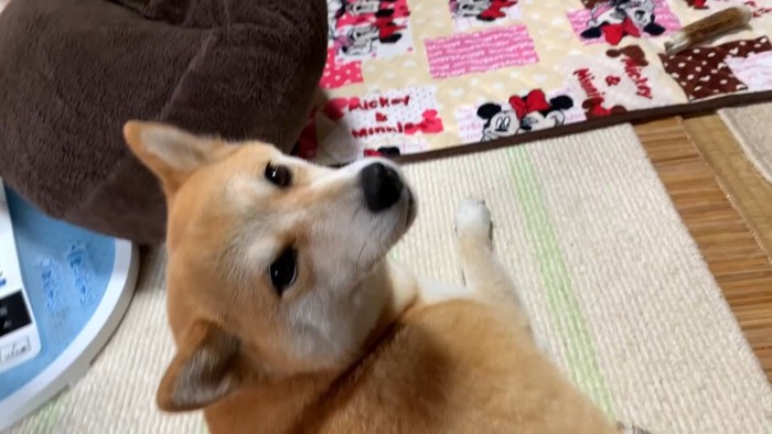 構ってほしそうにじーっ