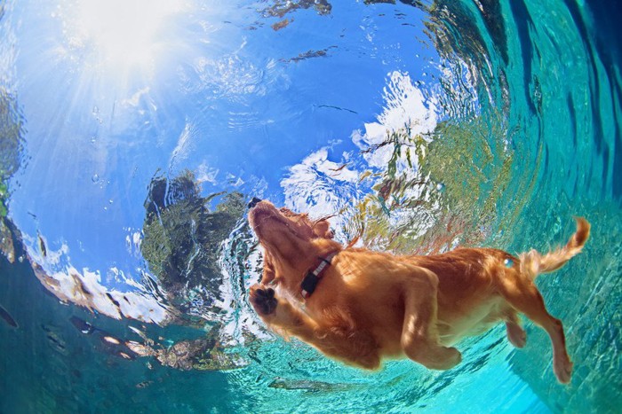 プール水中からの犬の写真