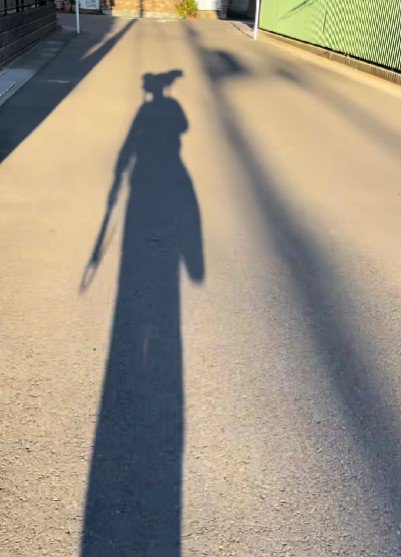 お散歩するわんこと男性