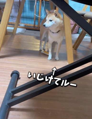 テーブル下から見つめる柴犬