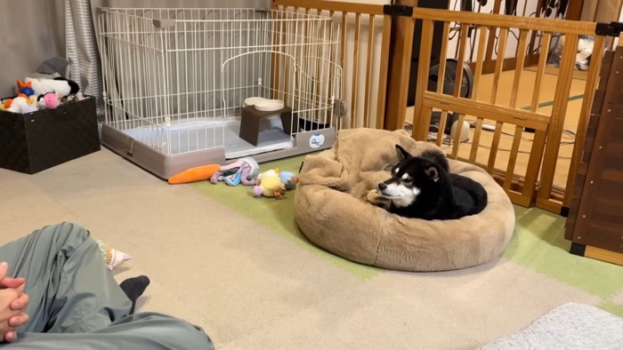 ブラッシングしたら…