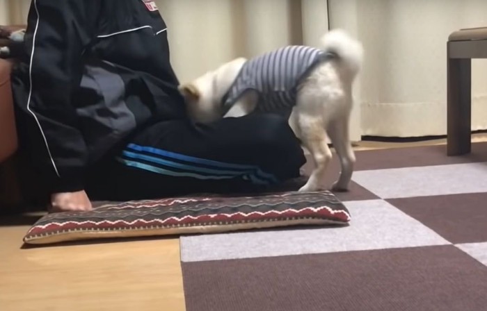 人に乗る犬