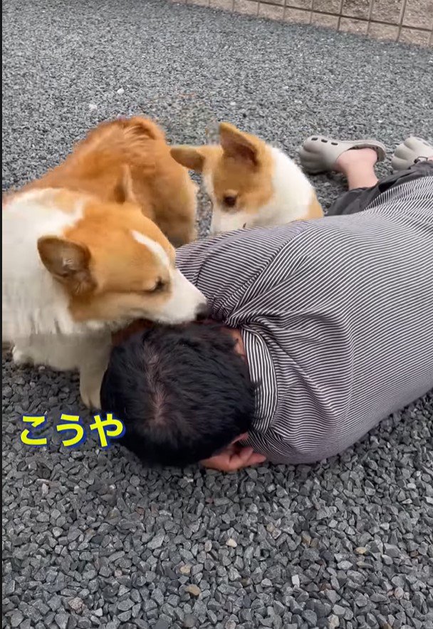 こうやという犬