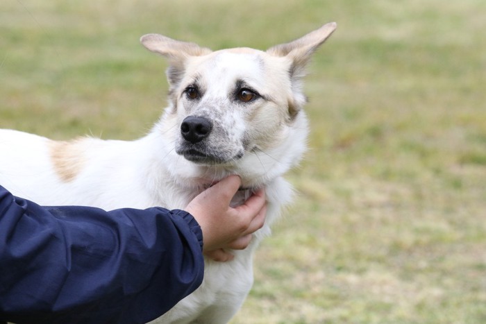 保護犬と里親