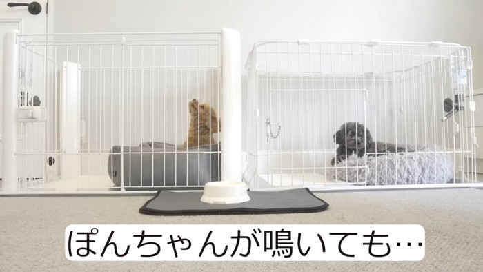 ケージに入った2匹の犬