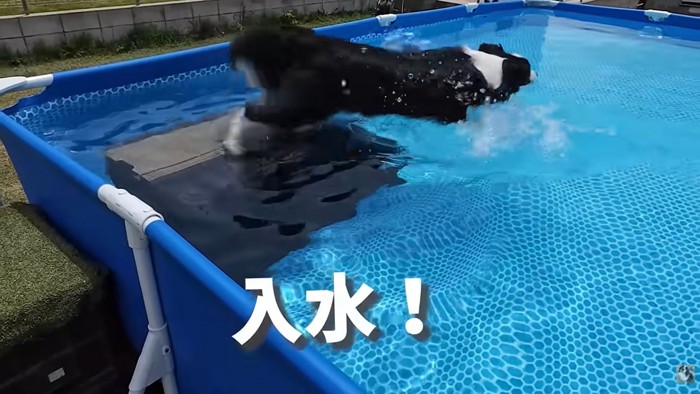 プールに飛び込むコナくん