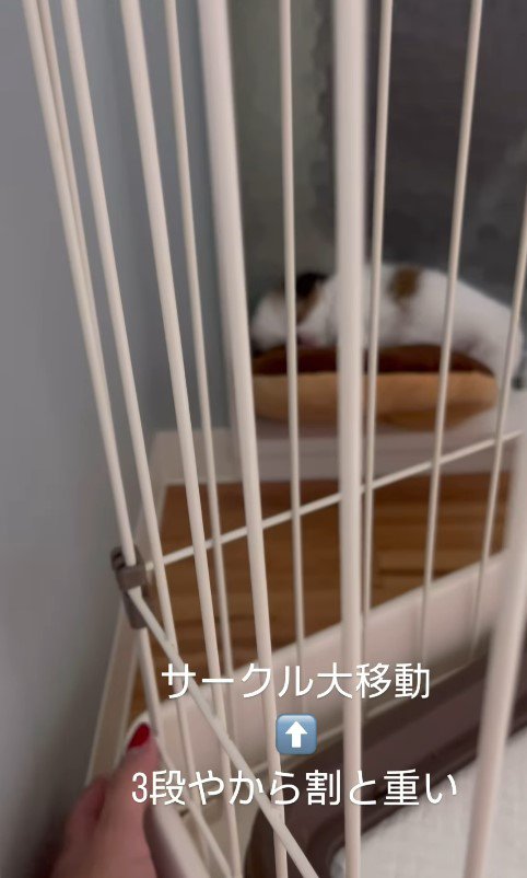 赤ちゃん犬が行方不明4