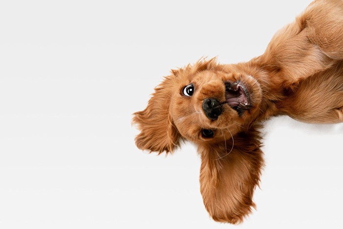 仰向けの子犬、白い背景