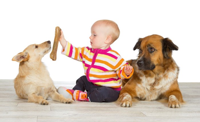 子供に骨をもらう犬をねたむ犬