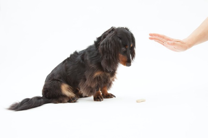 飼い主の指示を聞いて待っているダックスフンド