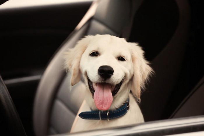 助手席に座る犬