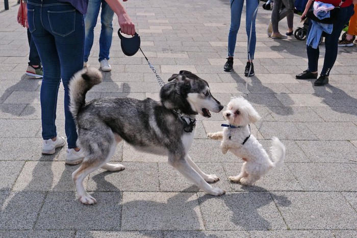 散歩中に近づいてきた小型犬に驚く犬