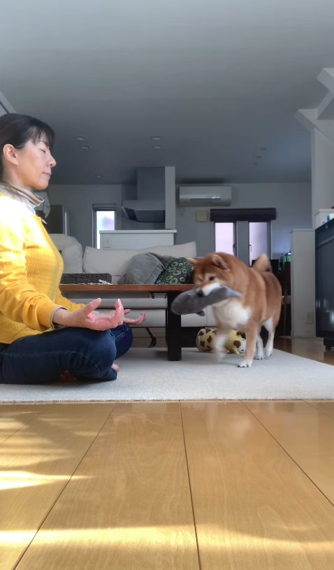 1匹の柴犬がやってきました