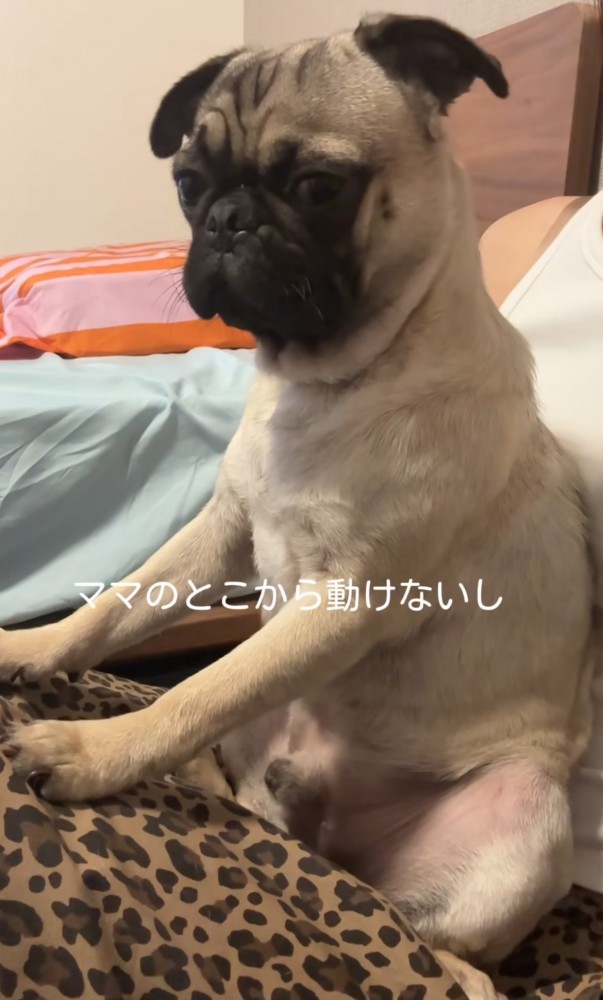 飼い主の膝の上に座る犬%％雷の音が怖くて動けないまるくん