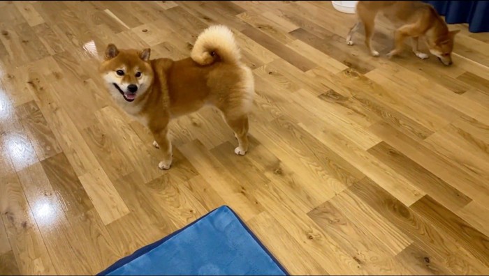 飼い主に呼ばれて振り返る雄の犬