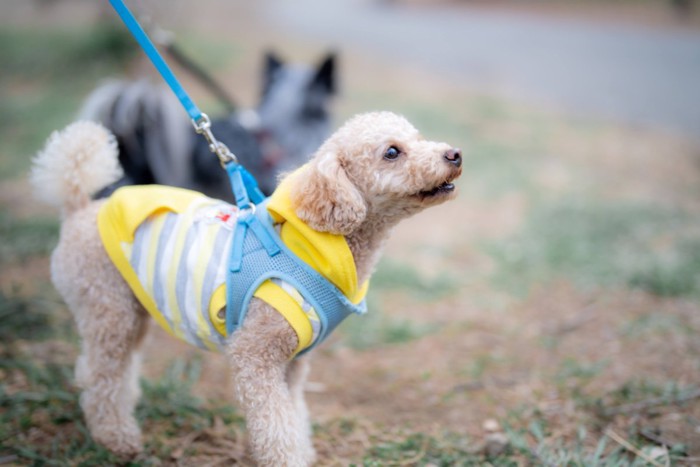 散歩する犬