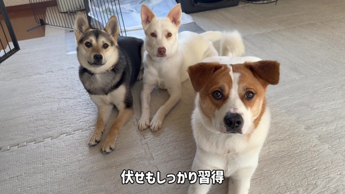 コマンドも覚えたよ