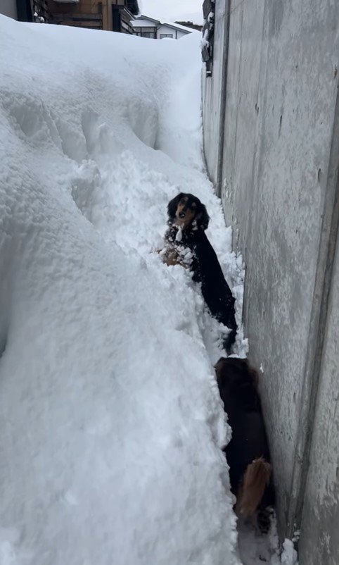 雪まみれのジェイクくん＆米吉くん6