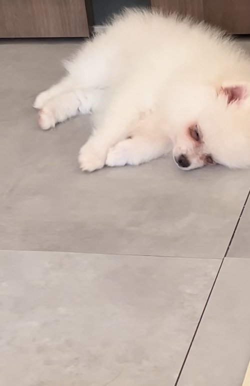 眠る子犬