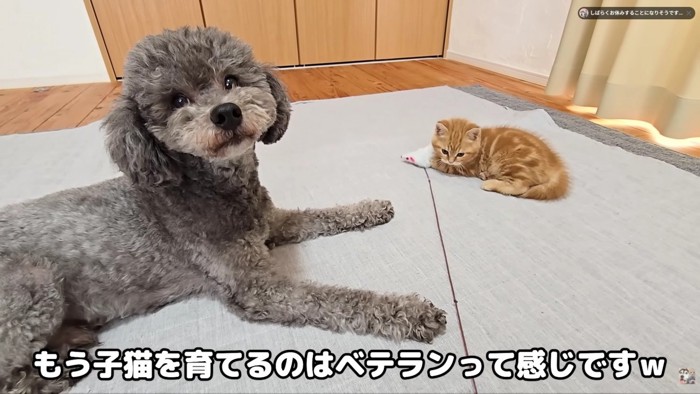 猫の育児もお手の物!