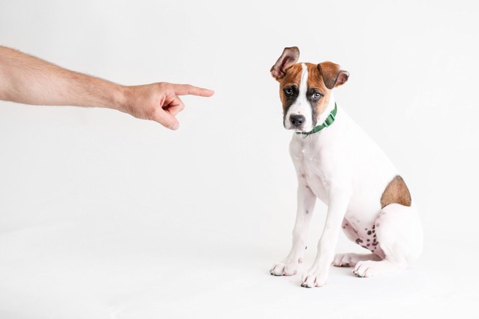 怒られている犬