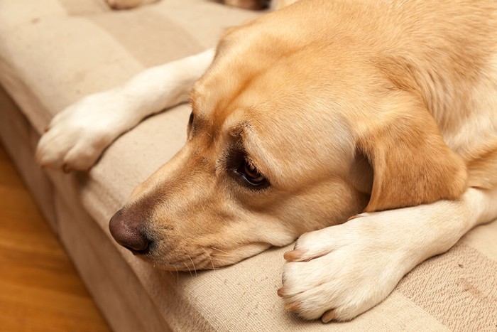 怖がる犬