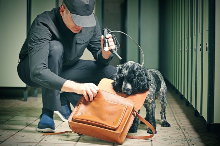 ハンドラーと一緒に仕事をする探知犬