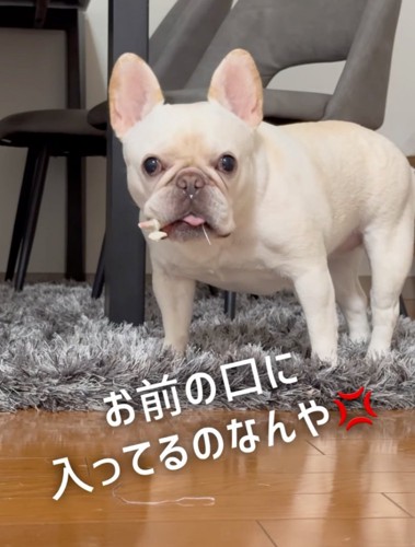 キョトン顔の犬