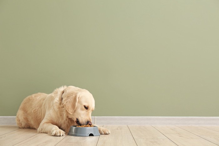 ご飯を食べる犬