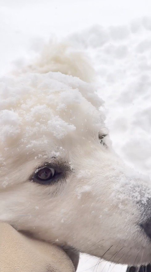 飼い主にアゴを撫でられる犬