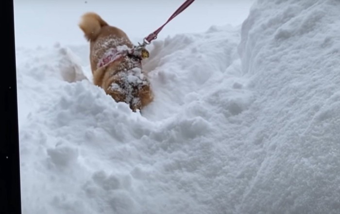 顔を埋める犬