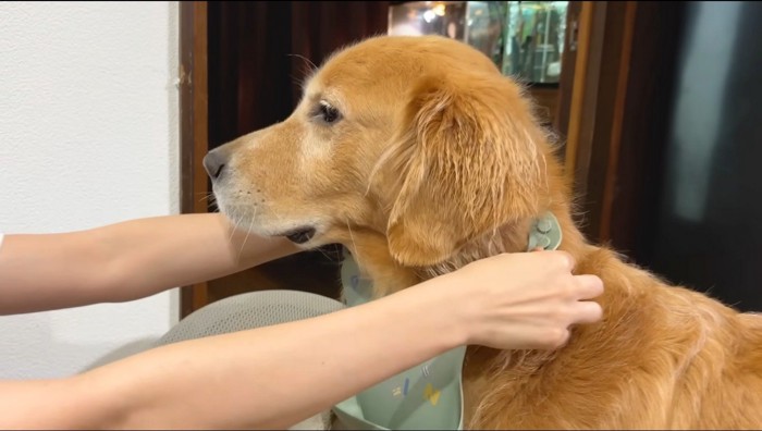 首元に赤ちゃん用の前掛けを当てられる犬