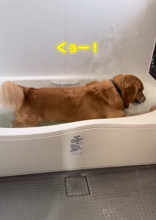 お風呂で水しぶきをあげる犬2