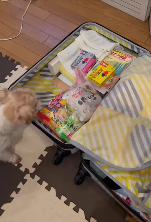 荷造り中にサフランちゃんが登場