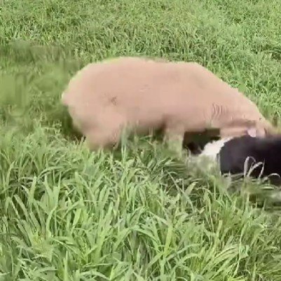 わかばちゃんに突進！！