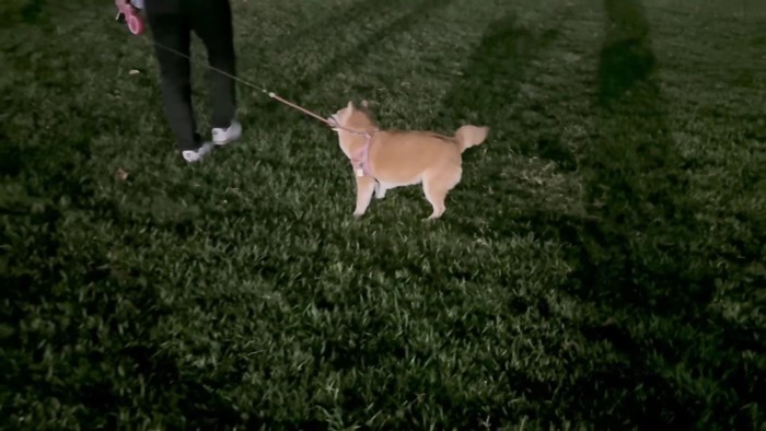 3日ぶりのパパとのお散歩