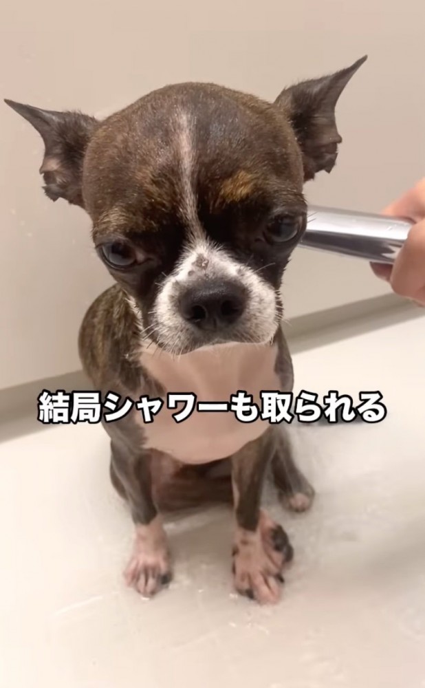 シャワーをかけられる犬