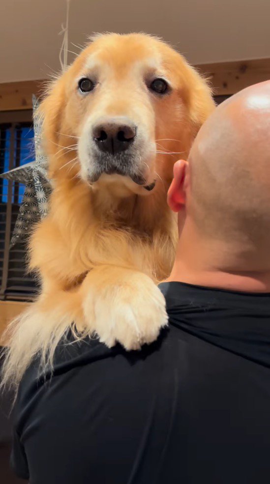 無表情でカメラを見つめる犬