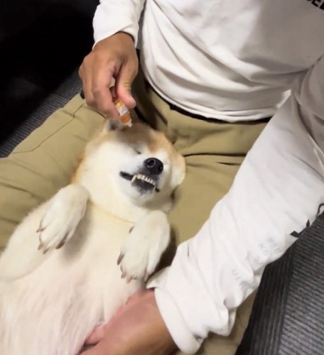 目薬を差される犬