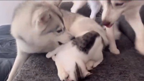 くぅちゃんを離さないりりたん5