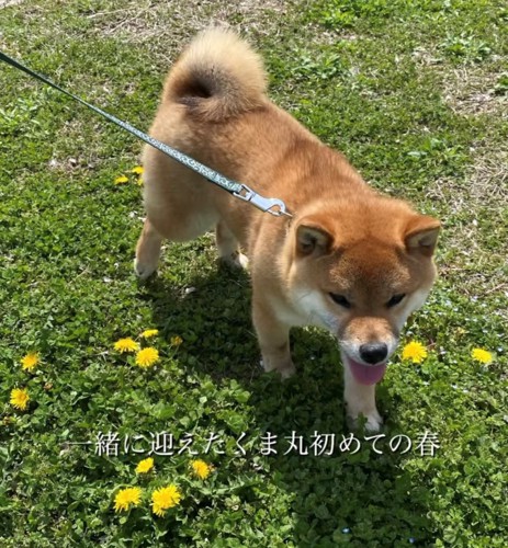 たんぽぽと犬