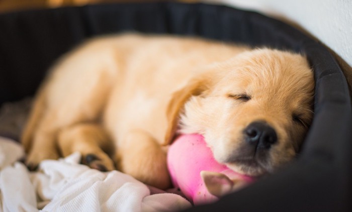 眠るゴールデンレトリバーの赤ちゃん