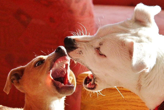 吠え合う茶色い子犬と白い犬