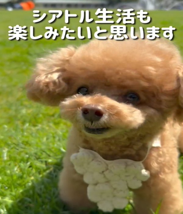 アップの犬