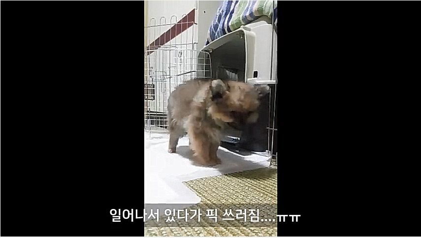 歩く子犬