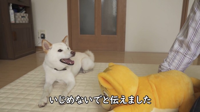 「いじめないで」と伝える飼い主さん