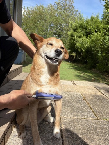 笑顔でブラッシングされる犬