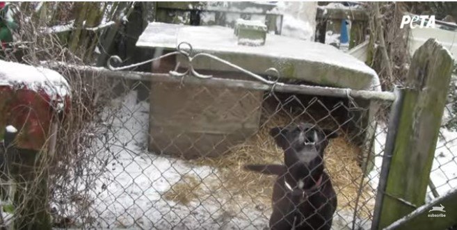 吠える犬