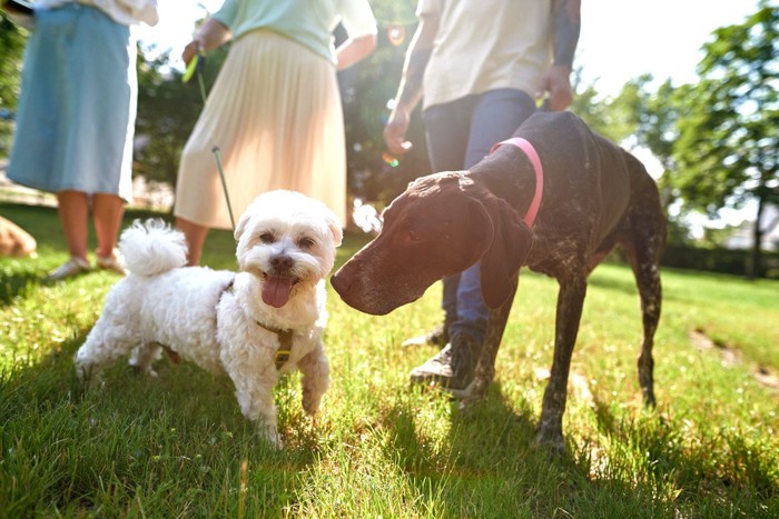 散歩仲間の犬同士