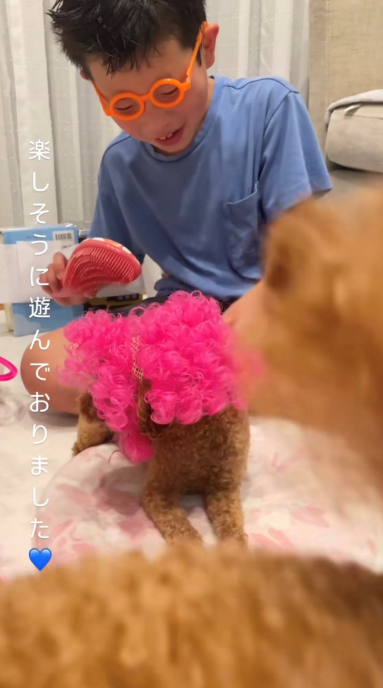 男の子とピンクのアフロを付けた犬